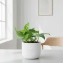 Green money plant 