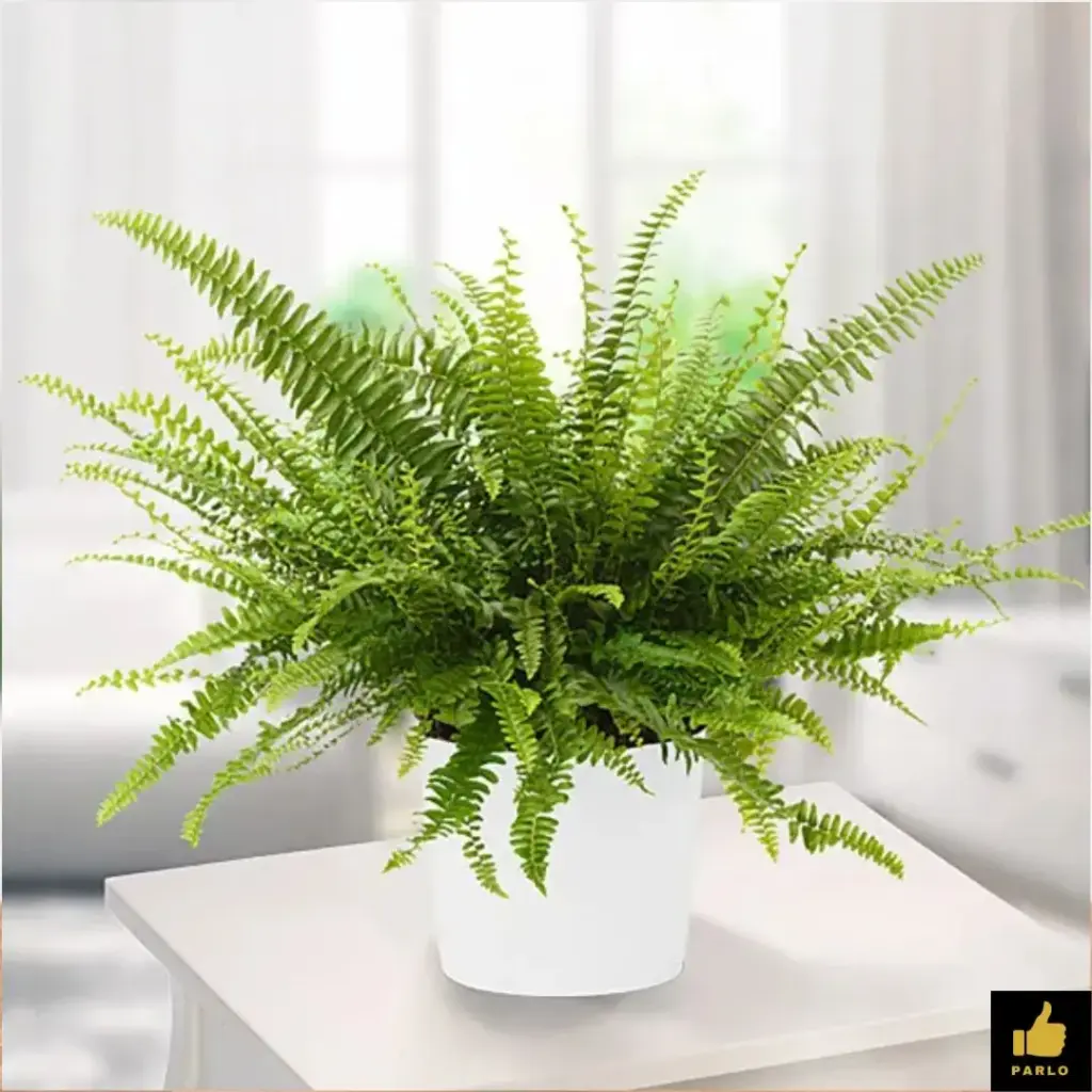 Fern