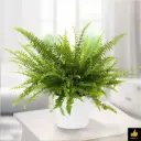 Fern