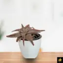 Aloe Christmas Carol Succulent