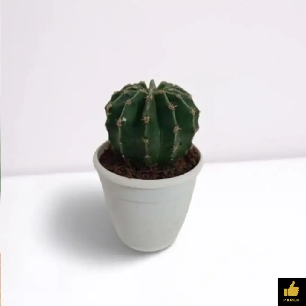 Easter Lily Cactus
