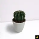 Easter Lily Cactus