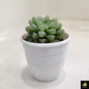 Haworthia retusa