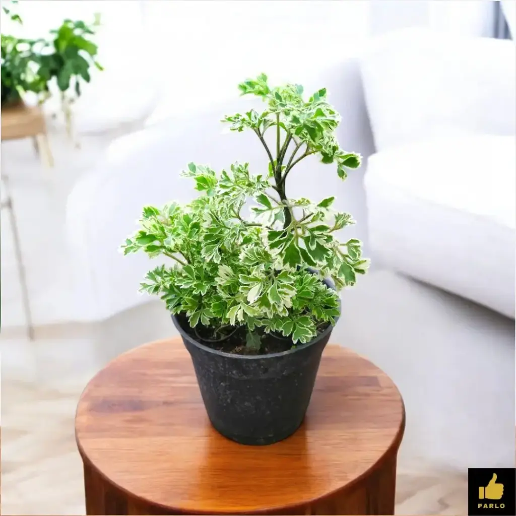 Aralia Ming - Aralia Oak Leaf Plant