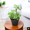 Aralia Ming - Aralia Oak Leaf Plant
