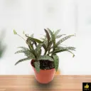 Sc illa Violacea 
