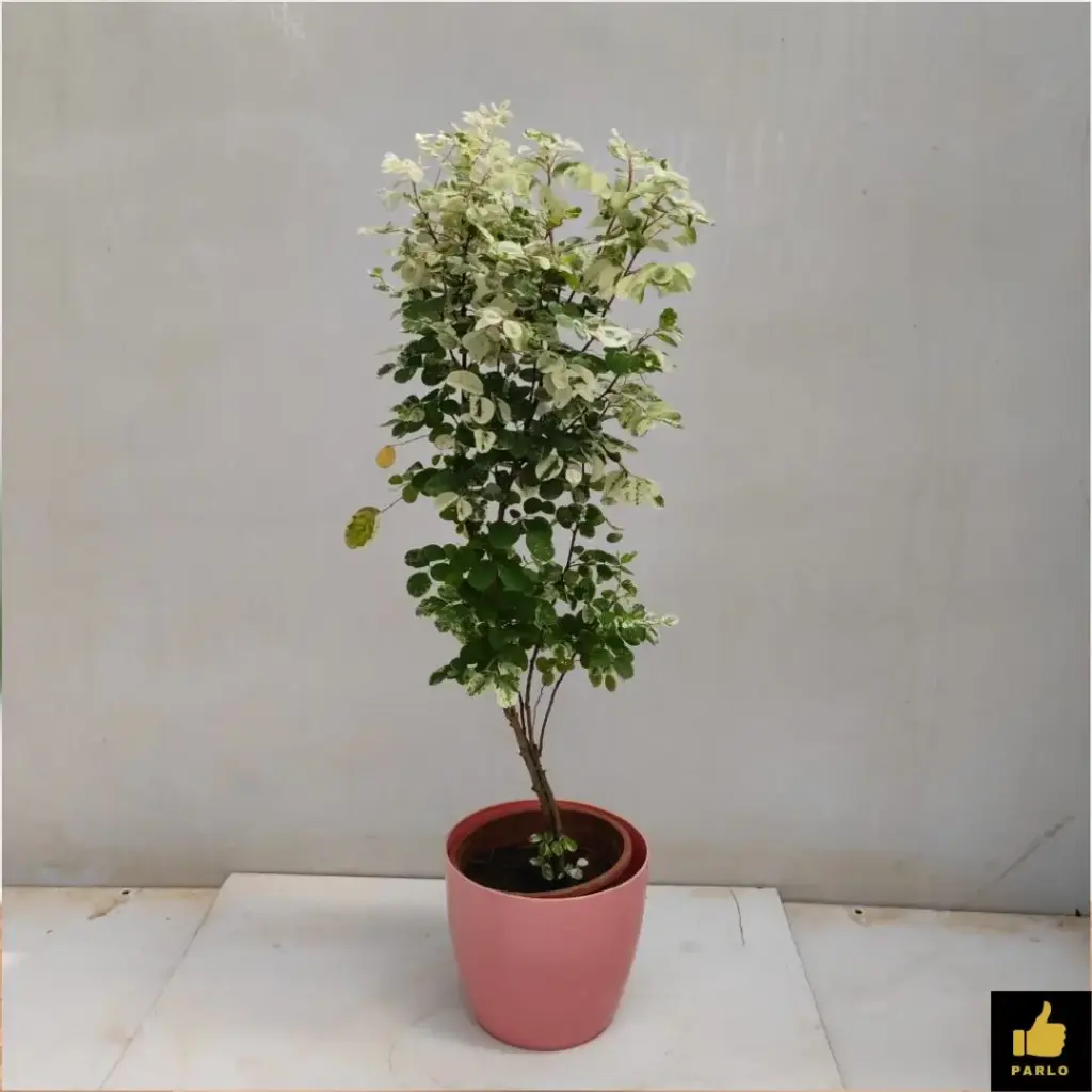 Snow bush small