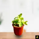 Sweet Potato Vine