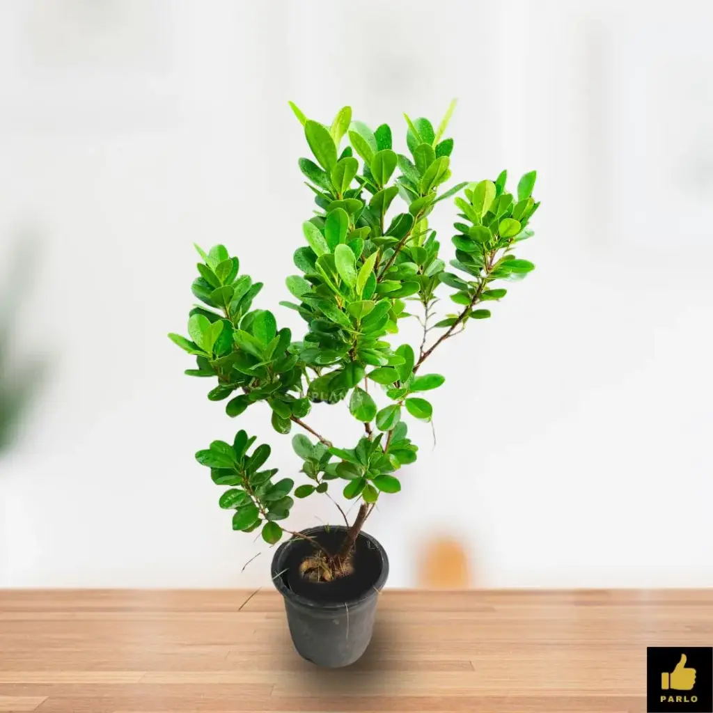 Ficus microcarpa
