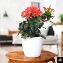 Ixora Red