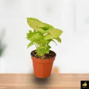 Syngonium