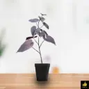  Purple Sweet Potato Vine