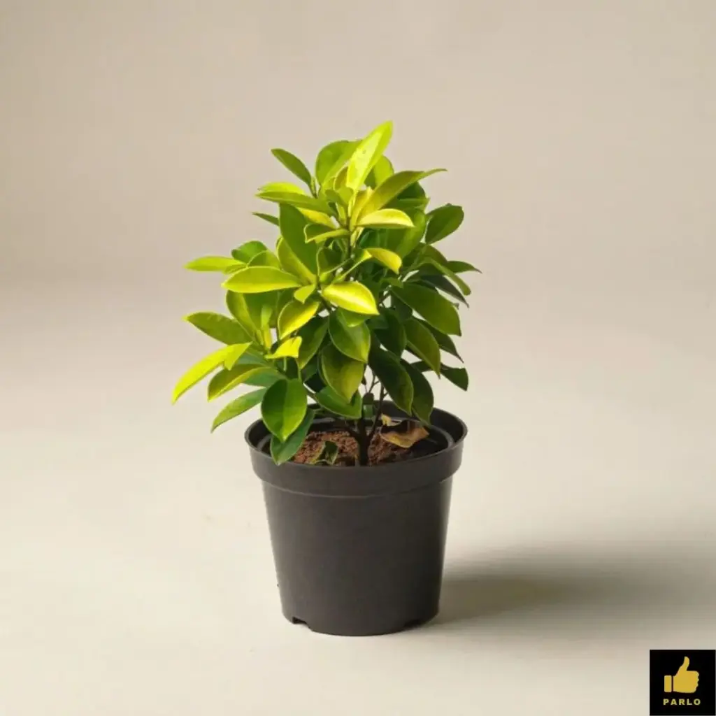 Ficus Panda