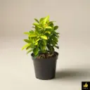 Ficus Panda