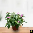 Madagascar Periwinkle