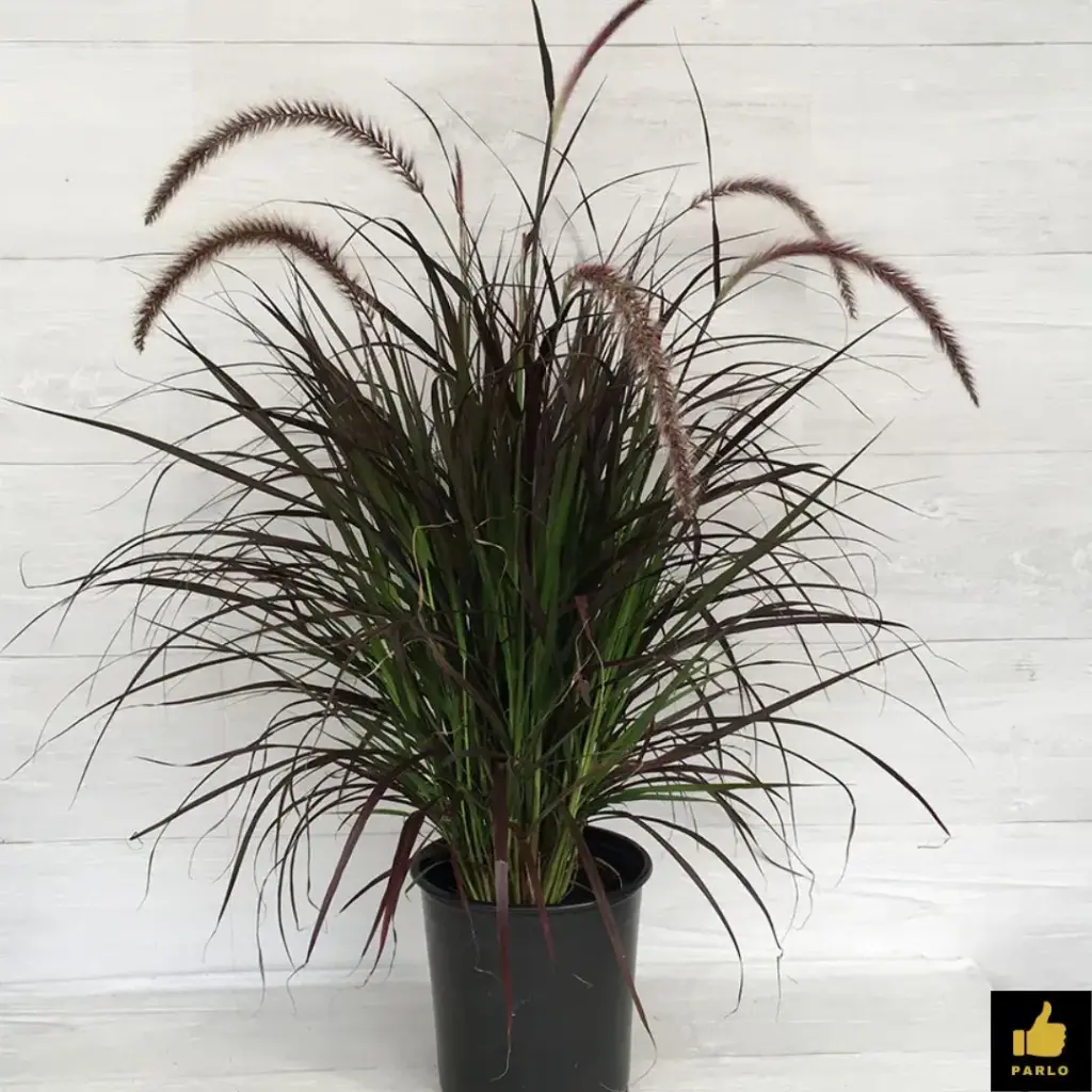 Purple Fountain grass