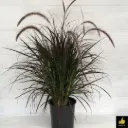 Purple Fountain grass