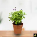 Asystasia gangetica