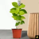 Pseuderanthemum