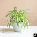 SPIDER PLANT