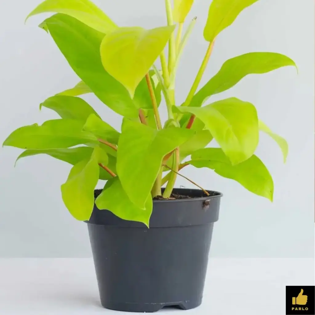 Philodendron erubescens