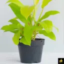 Philodendron erubescens