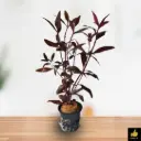 ALTHERNANTHERA SESSILIS