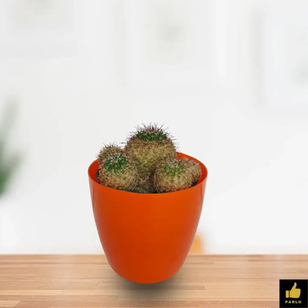 Mammillaria