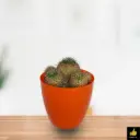 Mammillaria