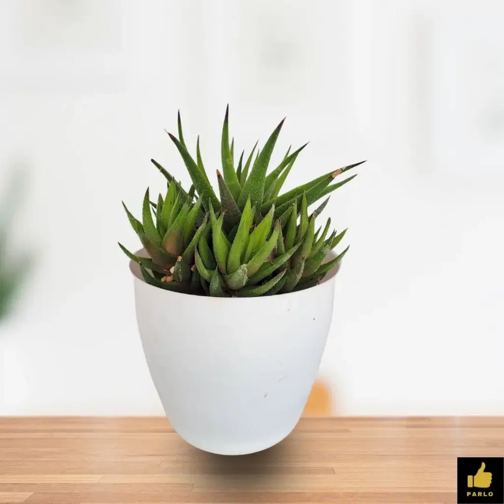 HAWORTHIA FASCIATA