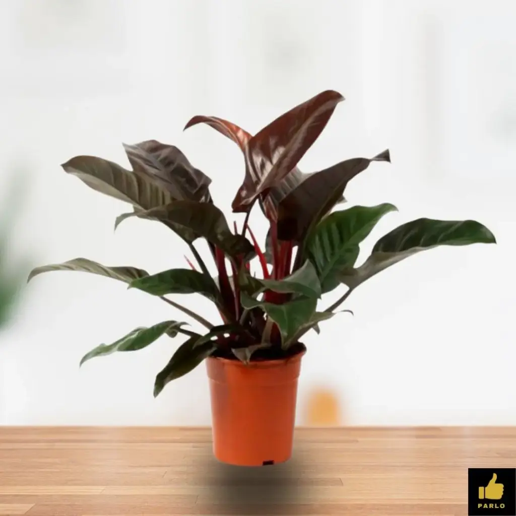 Philodendron erubescens red