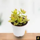 SEDUM ADOLPHII
