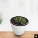 Haworthia Variegata