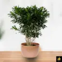 Song of India Green (Dracaena Reflexa)