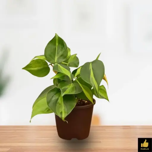 Heartleaf Philodendron