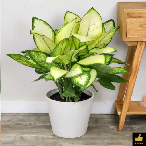 Dieffenbachia seguine