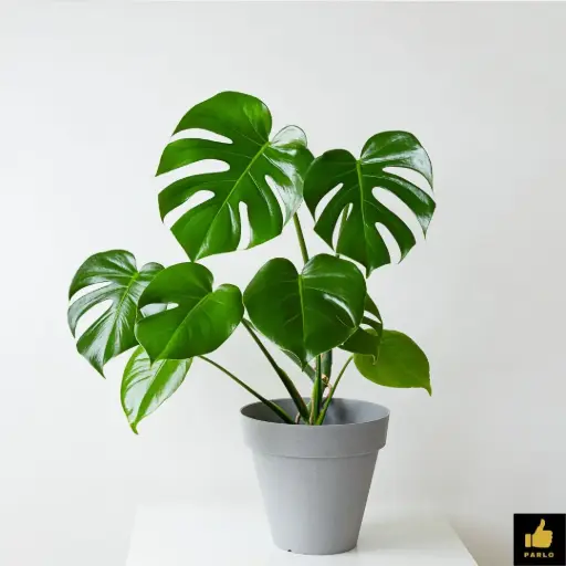 MONSTERA DELICIOSA