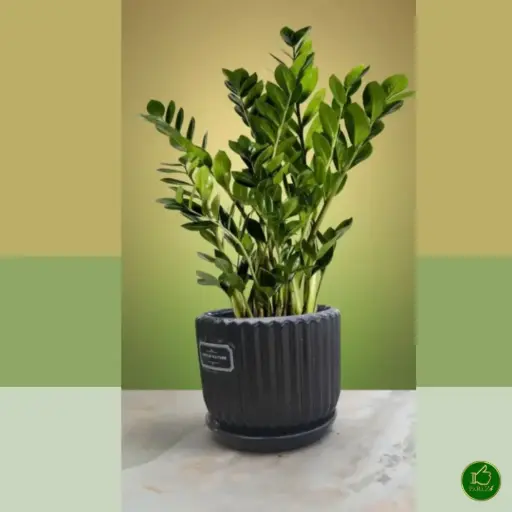 💚 LeafLoom – Indoor Plant Customizer