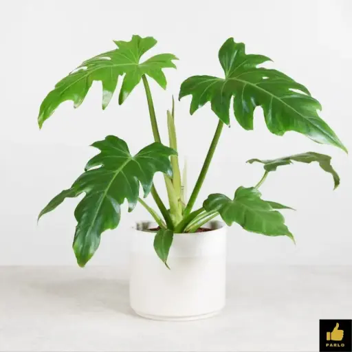 Philodendron lacerum