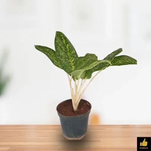 Aglaonema Butterfly