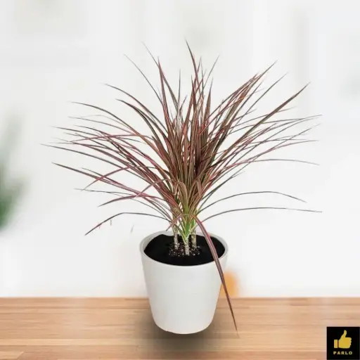 Red Dracaena