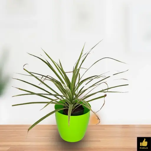 Dracaena angustifolia