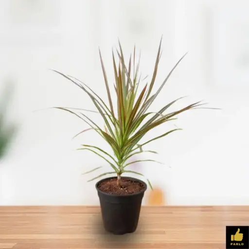 Dracaena Colorama