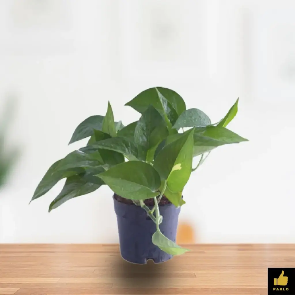 Green money plant 