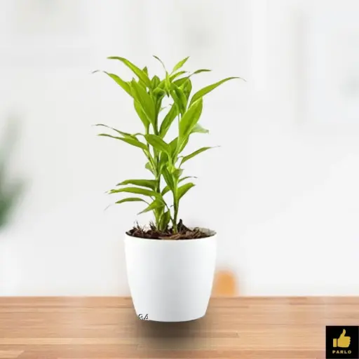Lucky Bamboo
