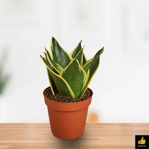 DRACENA TRIFASCIATA