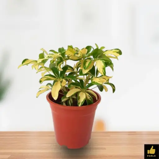 Schefflera arboricola 'Variegata'