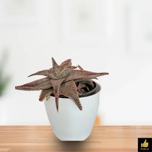 Aloe Christmas Carol Succulent