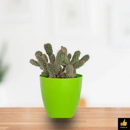 Tephrocactus