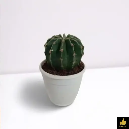 Easter Lily Cactus